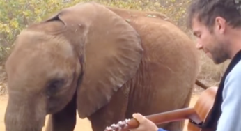 Damon Albarn le canta"Mr Tembo" al elefante de la canción