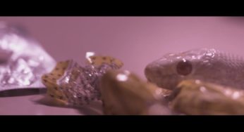 Indios estrena el video de"Lucidez", primer adelanto de su próximo disco Asfalto