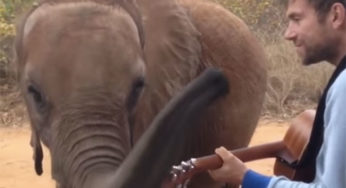 Murió Mr. Tembo, el elefante que inspiró a Damon Albarn