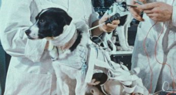 Space Dogs: El documental sobre perros callejeros inspirado en Laika