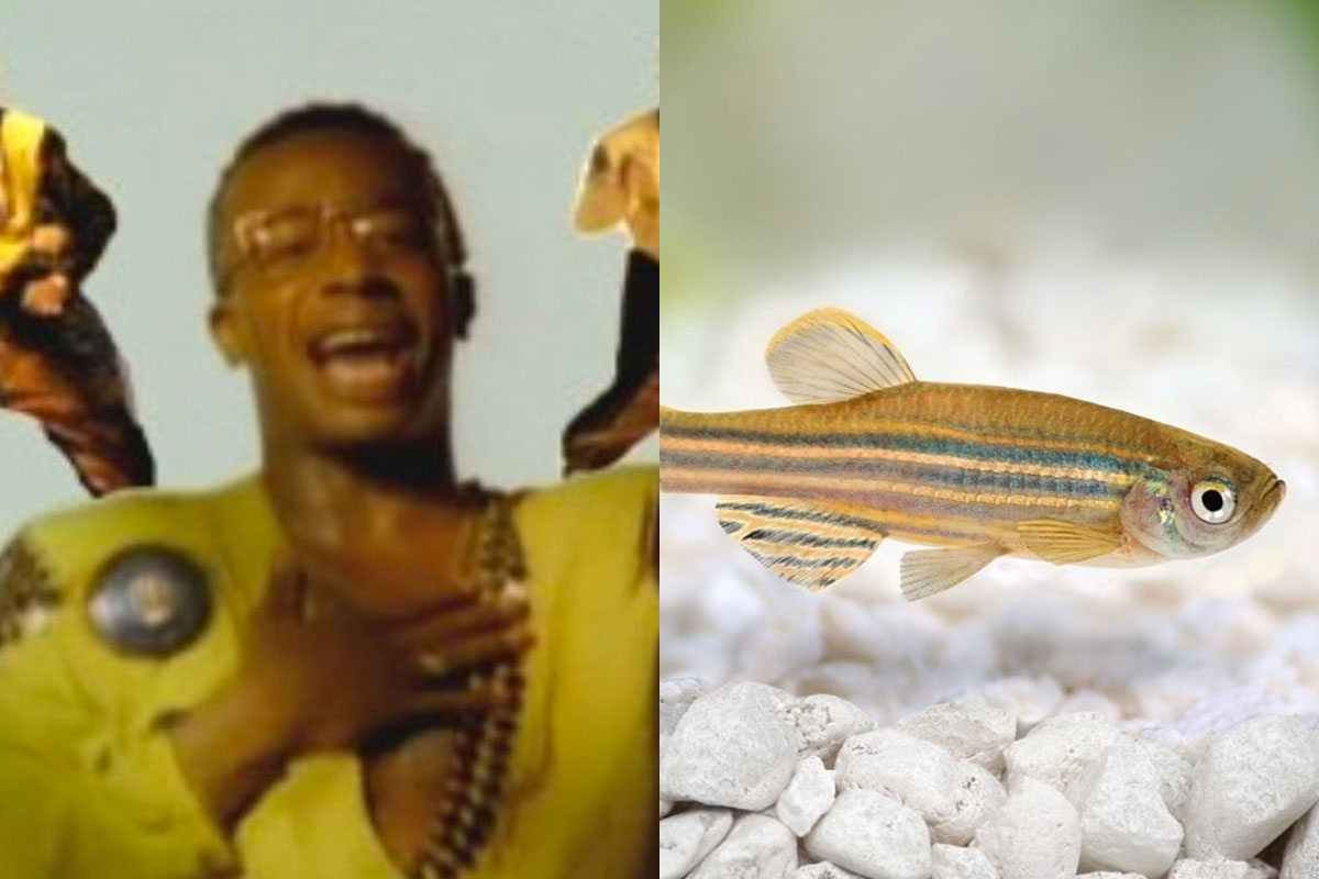 Científica utiliza "U Can't Touch This" de MC Hammer para analizar reacciones de peces