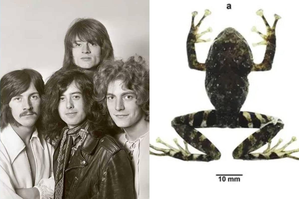 Led Zeppelin / La nueva especie de ranas encontrada