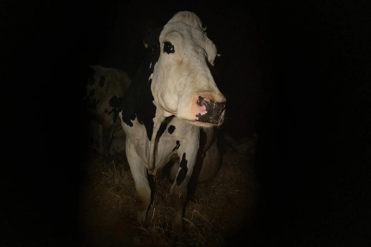 Cow, el nuevo documental de Andrea Arnold.