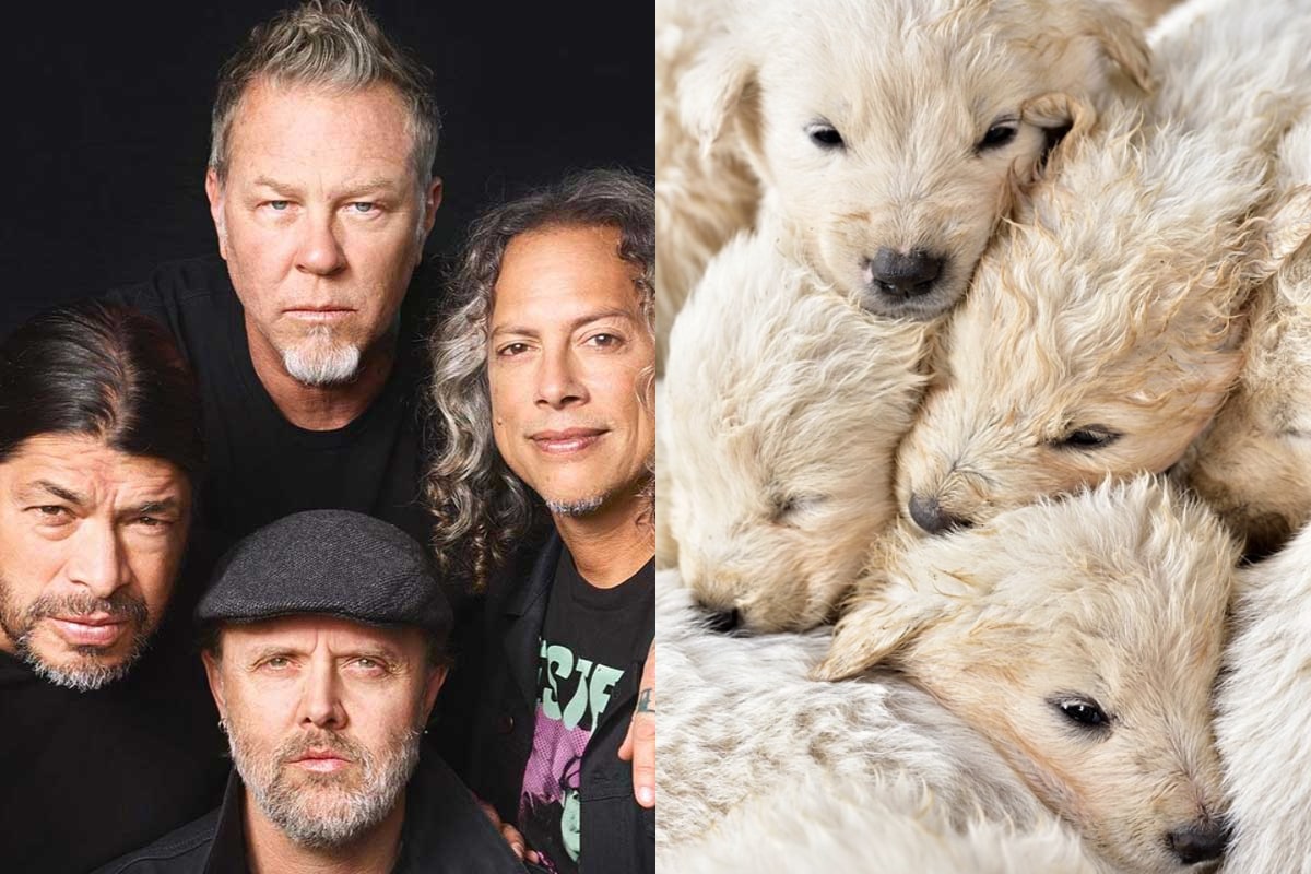 Metallica / Cachorros