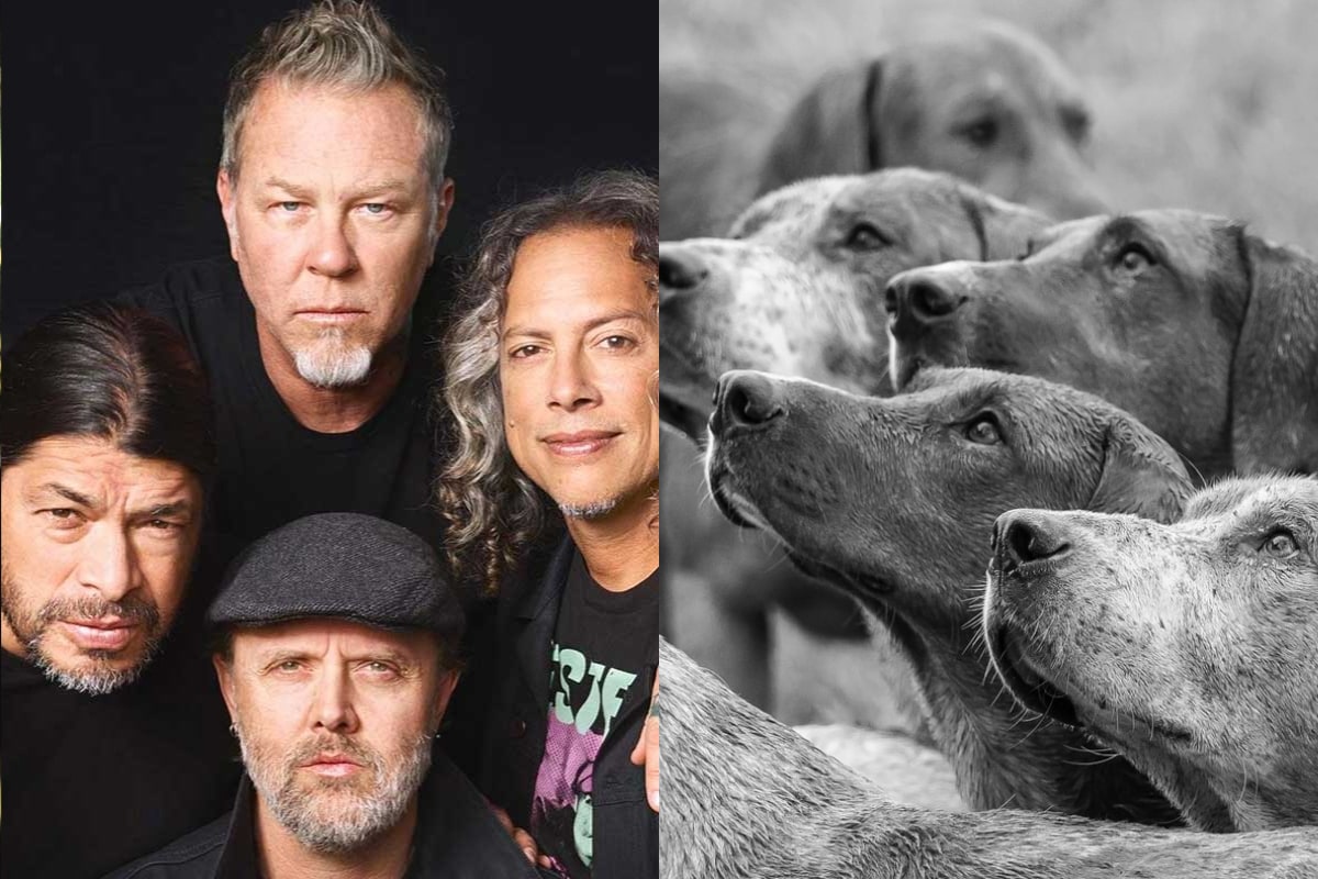 Metallica / Perros