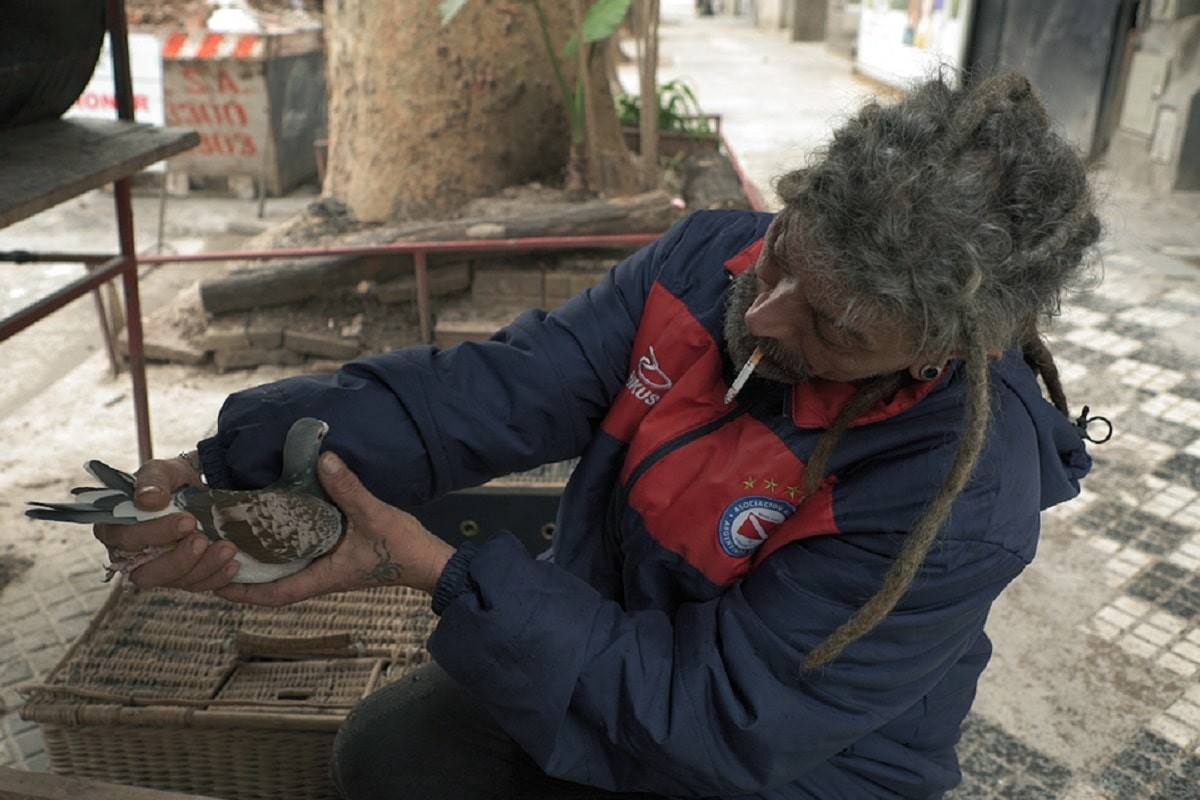 Américo: El documental argentino sobre las carreras de palomas mensajeras