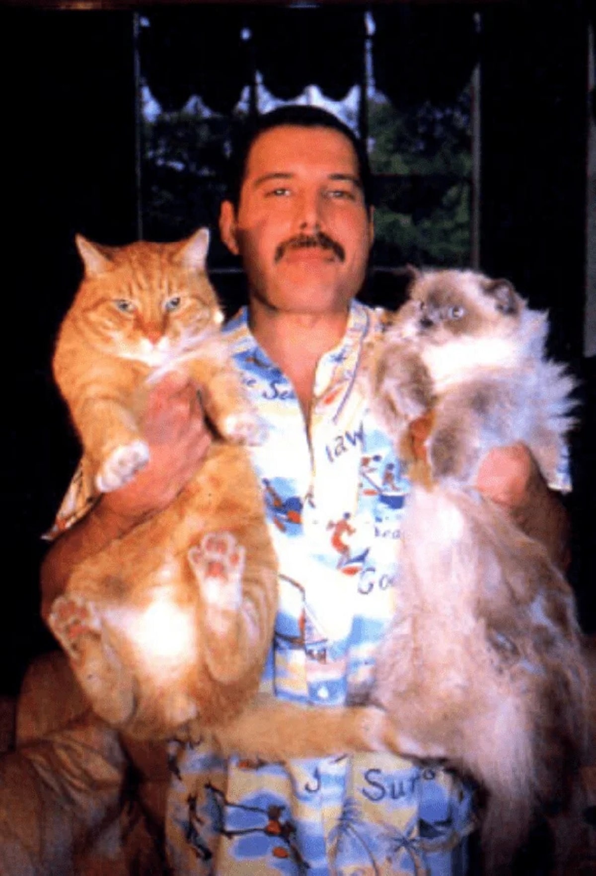 Freddie Mercury con dos de sus gatos