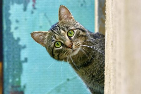 ¿Los gatos disfrutan de la música?: Esto revelan los investigadores gatos