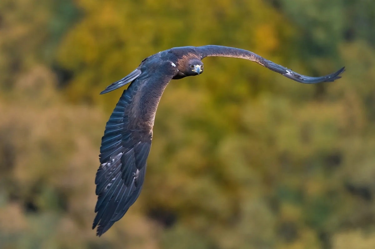 Iberia, naturaleza infinita