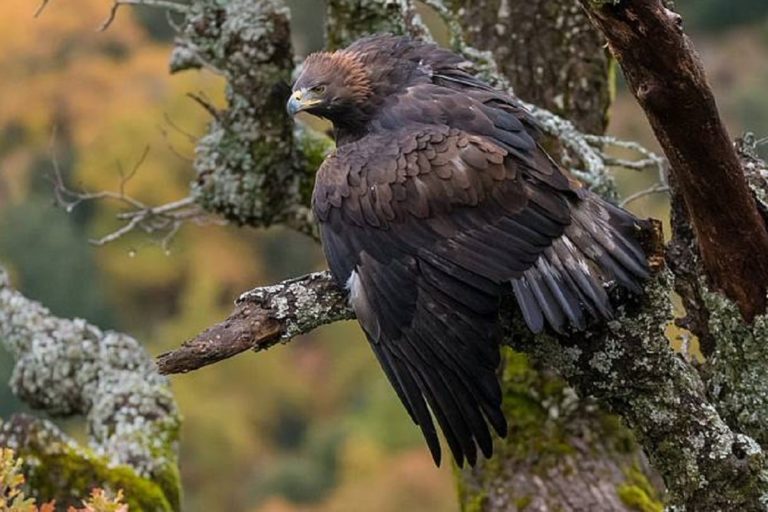 Iberia, naturaleza infinita nominado al Goya