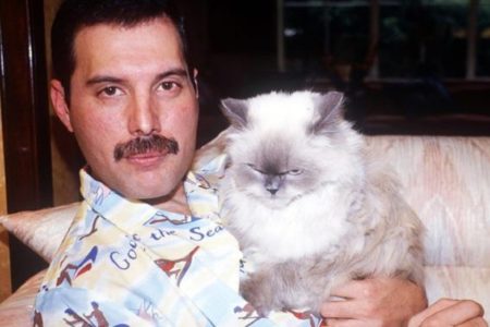 Freddie Mercury con sus gatos