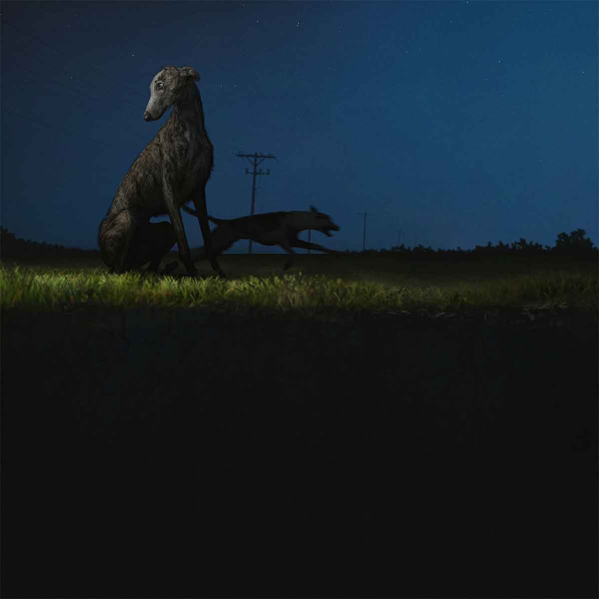Tapa de Donde van los perros, disco de Odd Mami