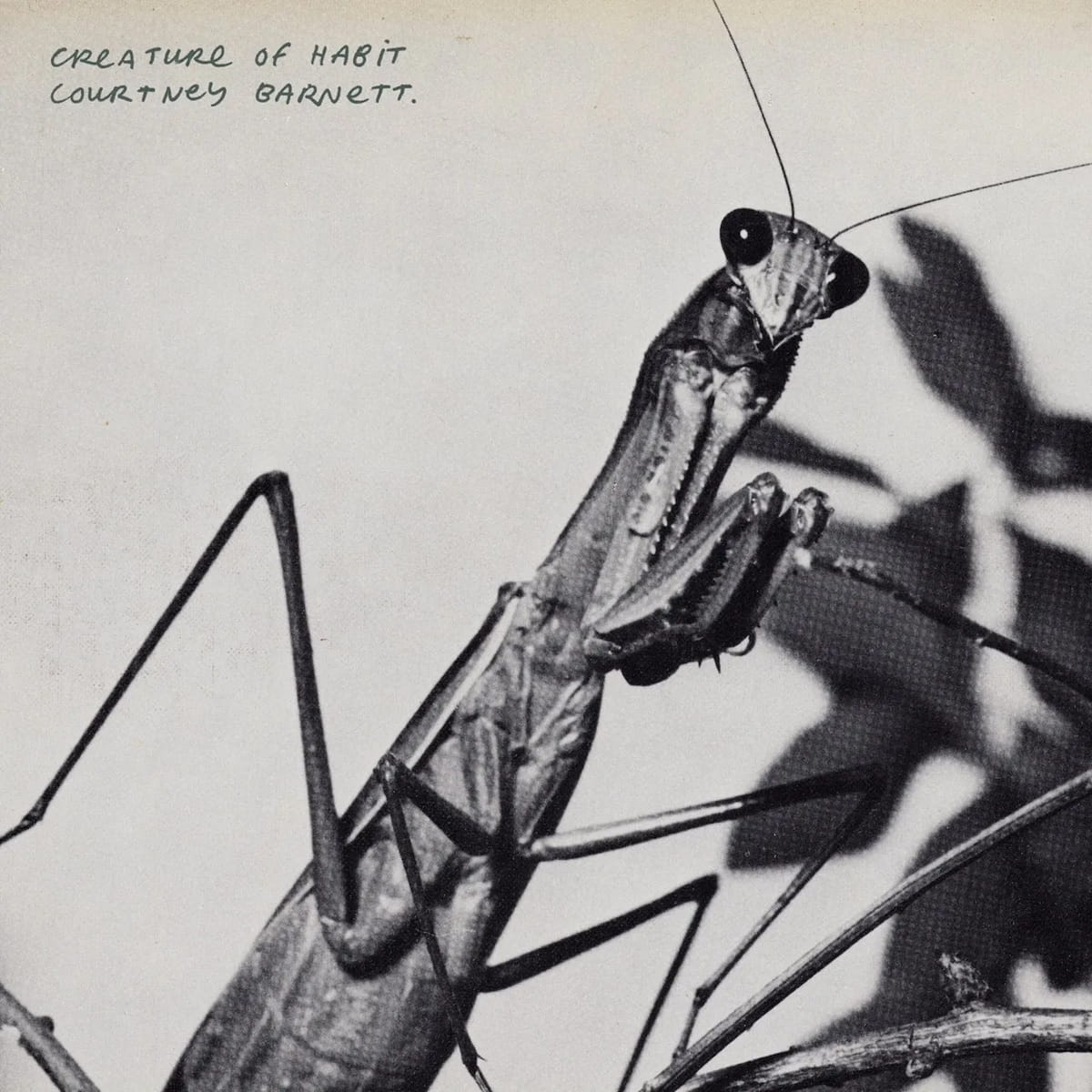 Creature of Habit, el nuevo disco de Courtney Barnett