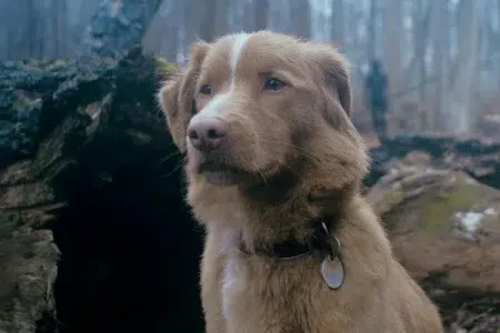 Un perro ganó un premio a Mejor actuación y dejó atrás a grandes estrellas de Hollywood Un perro ganó un premio a Mejor actuación y dejó atrás a grandes estrellas de Hollywood