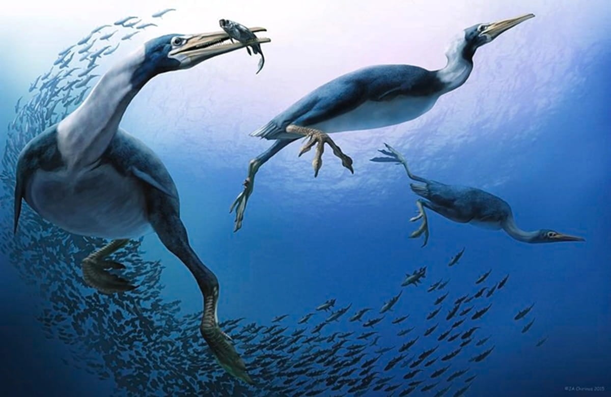 Hesperornis