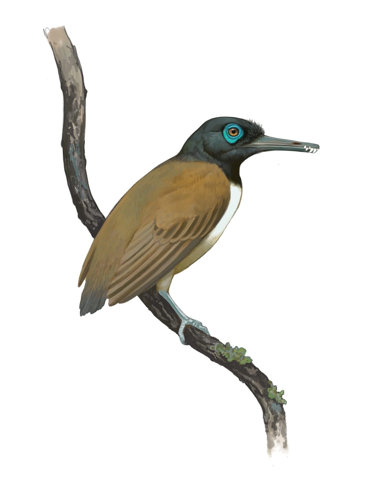 Longipteryx