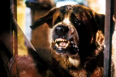 4 películas donde los perros son criaturas terroríficas Cujo (1983)