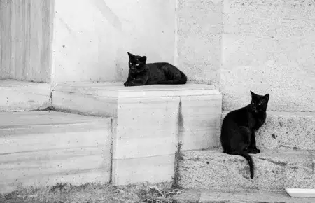 El día que 152 gatos negros audicionaron para una película