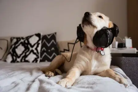 perro escuchando música