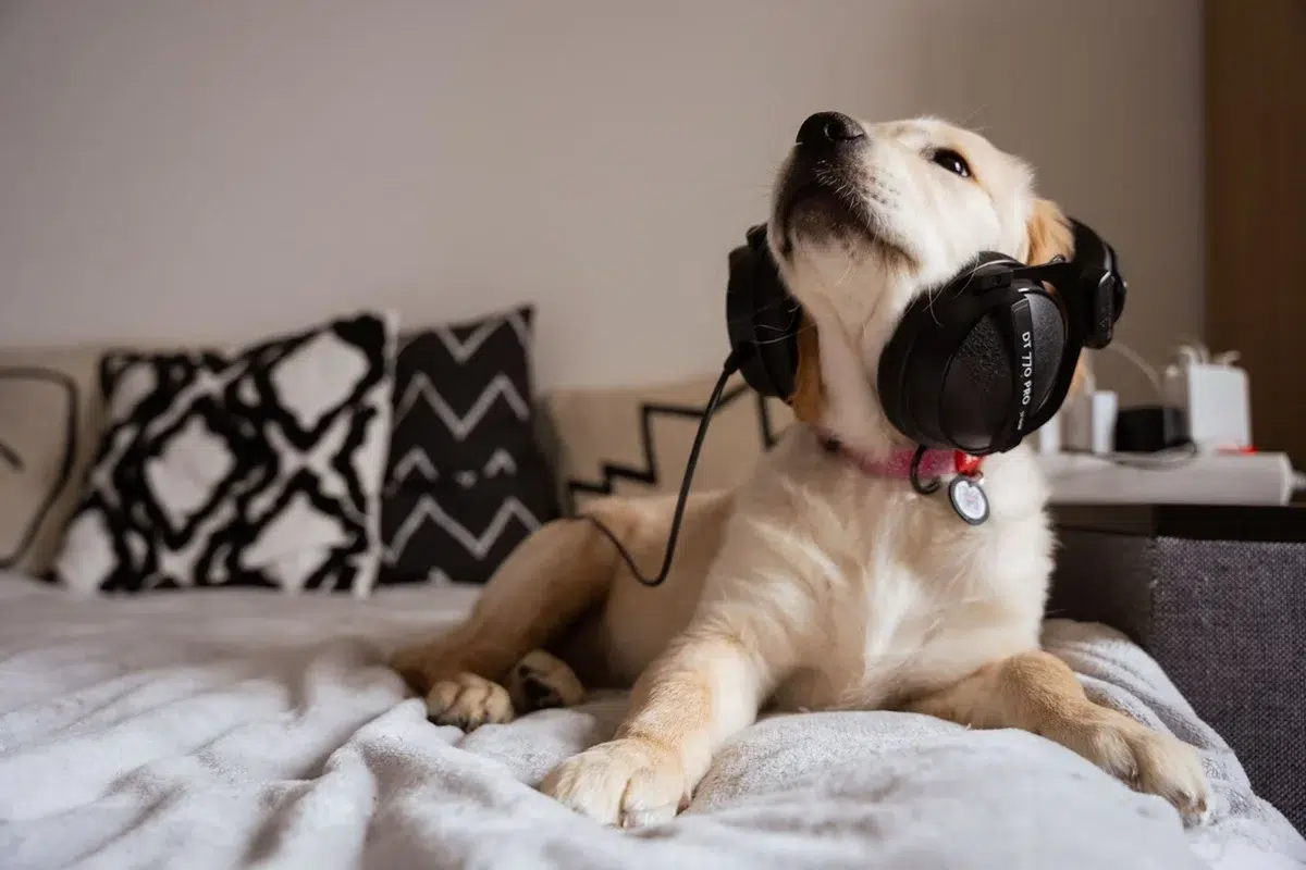 perro escuchando música
